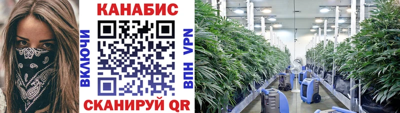 купить   Новочебоксарск  Марихуана THC 21% 